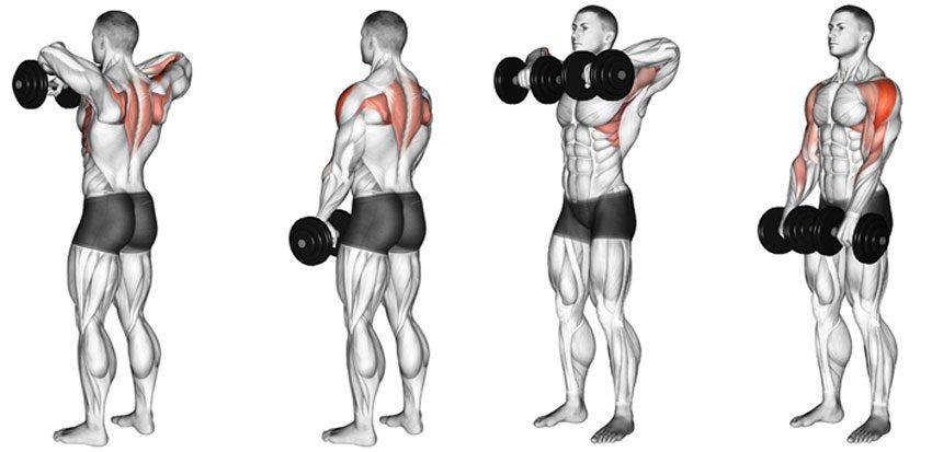 quali muscoli lavorano